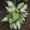 Hosta Eskimo Pie