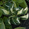 Hosta Eternal Flame