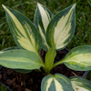 Hosta Extasy