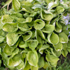 Hosta Eye Catcher