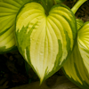 Hosta Eye Declare