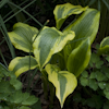 Hosta Fantabulous