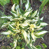 Hosta Fire And Ice