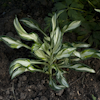 Hosta Fireworks