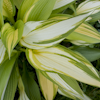 Hosta First Love