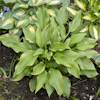 Hosta Fool`s Gold