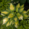 Hosta Forbidden Fruit