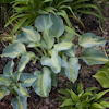 Hosta Forncett Frances