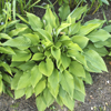 Hosta fortunei