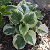 Hosta Fragrant Queen