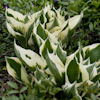 Hosta Francee