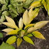 Hosta Frosted June