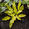 Hosta Fruit Punch