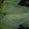 Hosta George Smith