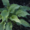 Hosta Ghost Spirit