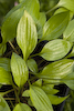 Hosta Gingee