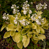 Hosta Glory Bee