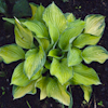 Hosta Gold Standard