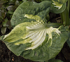 Hosta Golden Meadows