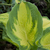 Hosta Great Expectations