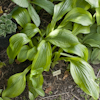 Hosta Green Flash