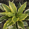 Hosta Green Marmalade