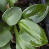 Hosta Green Mouse Ears