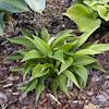 Hosta Grunspecht