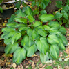 Hosta Guacamole