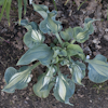 Hosta Guardian Angel