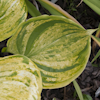 Hosta Gunther`s Prize