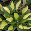 Hosta Gypsy Rose