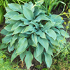 Hosta Halcyon