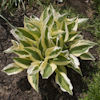 Hosta Hanky Panky