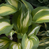 Hosta Hollywood Lights