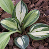 Hosta Holy Mouse Ears