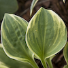 Hosta Hope