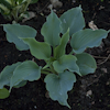 Hosta Ice Prancer