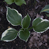 Hosta Independence