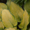 Hosta Inniswood