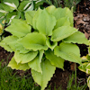 Hosta Jimmy Crack Corn