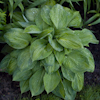 Hosta Julie Morss