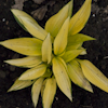 Hosta June Fever