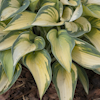 Hosta June