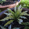 Hosta Kabitan