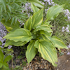 Hosta Kaleidochrome