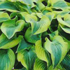 Hosta Katie Q