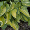 Hosta Kiwi Blue Flash