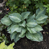 Hosta Kiwi Full Monty