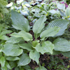 Hosta Komodo Dragon